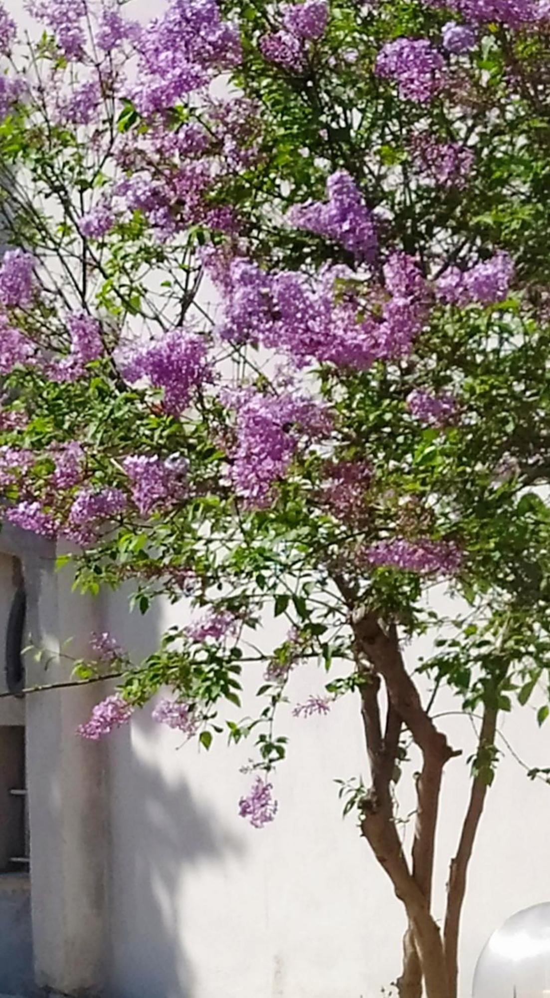 LoukissiaView Διαμερισμα别墅 外观 照片